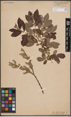 Foto von Salix cinerea L.